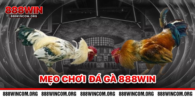 Mẹo Chơi Đá Gà 888win Hiệu Quả