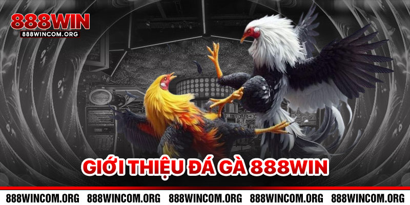 Giới Thiệu Đá Gà 888win