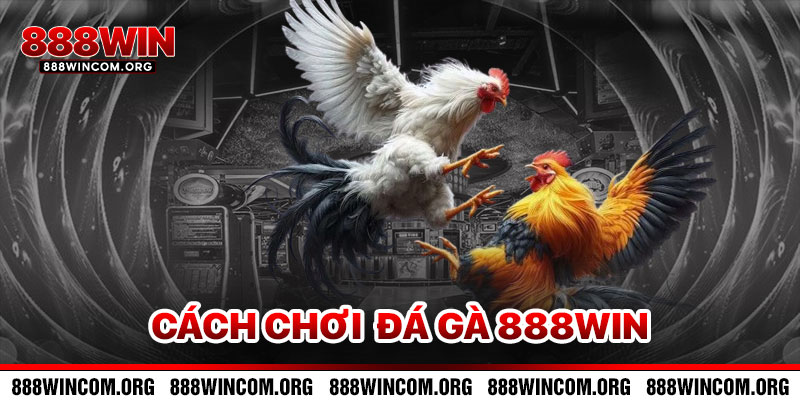 Cách Chơi Đá Gà 888win